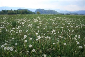 野外花草风景图片下载